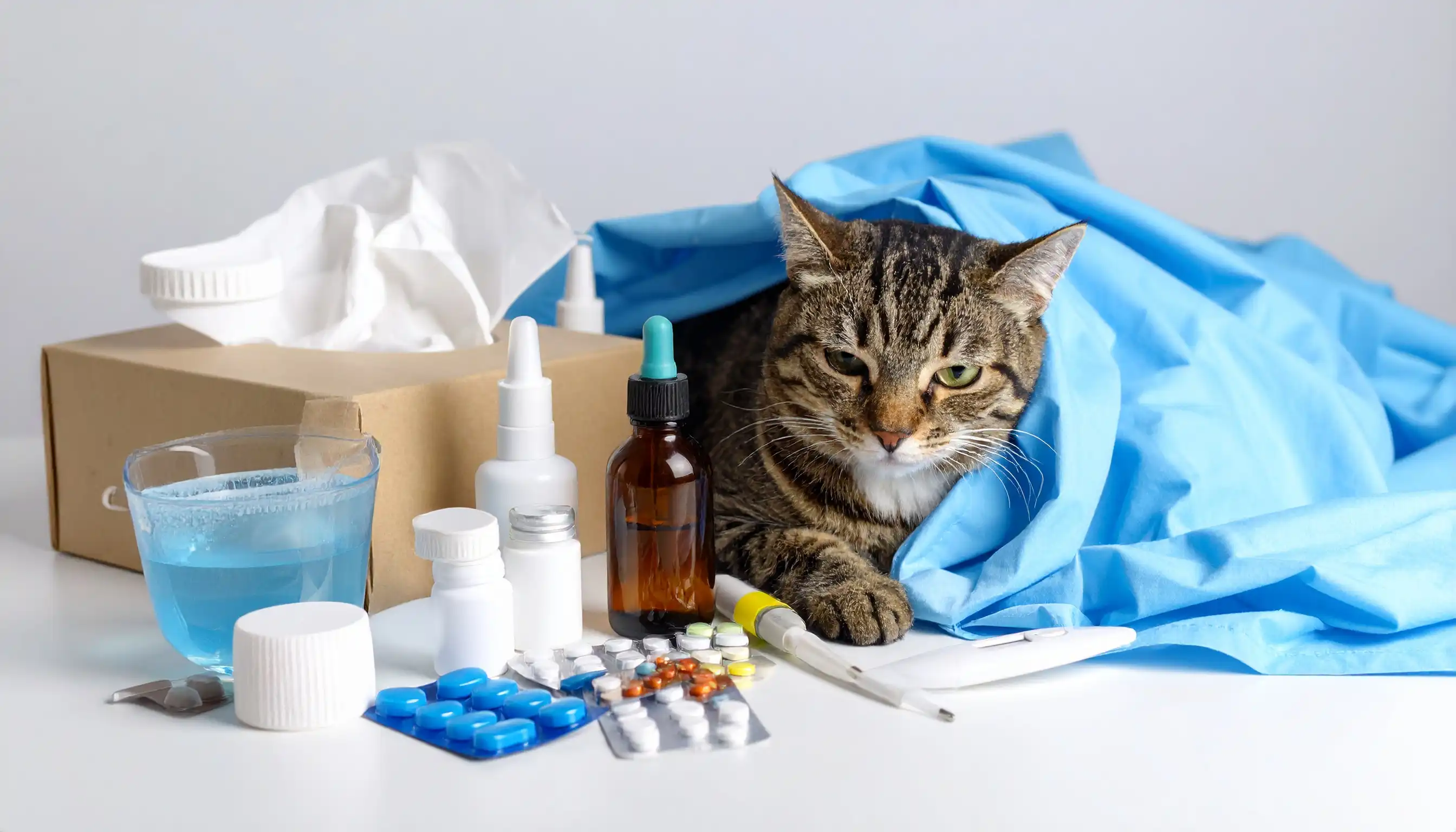 immüshield'ın özellikleri