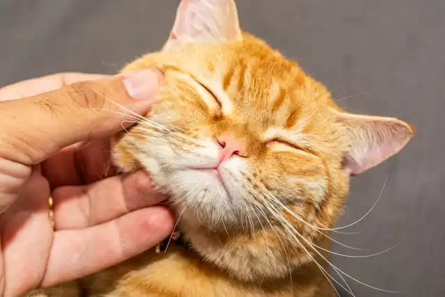 kedi kulak enfeksiyonu belirtileri ve tedavisi